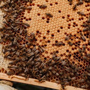 Bienenschnupperkurs